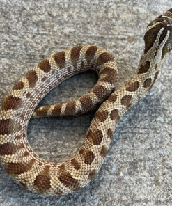 axanthic Phase Western Hognose Snakes