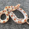 Butter Corn Snake