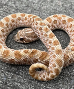 Pistachio Western Hognose Snake