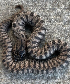 Super Artic Western Hognose Snake