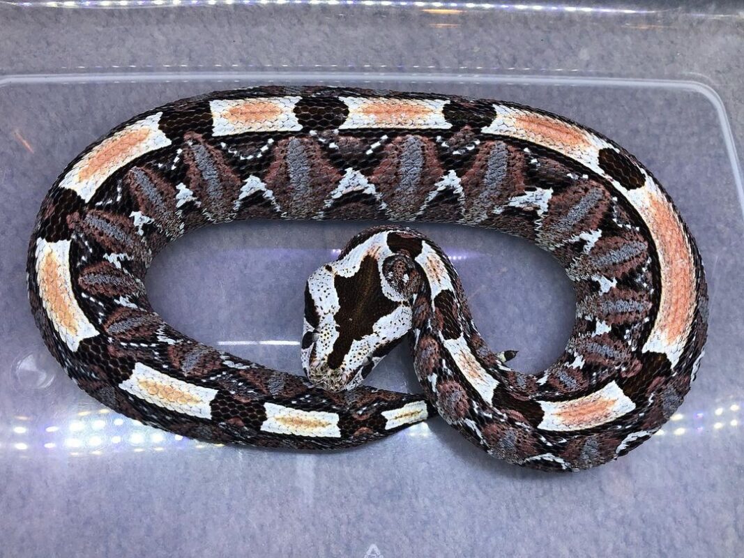 Gabino Viper - Domestic Exotics Pets