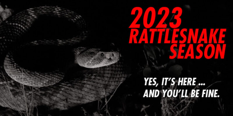 rattlesnakes