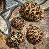 Sri Lankan Star Tortoise