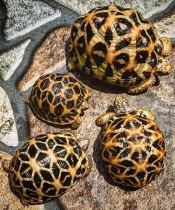 Sri Lankan Star Tortoise