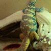 Rainbow Uromastyx for sale