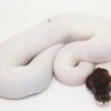 Black Pastel Leopard Pied Male M22513