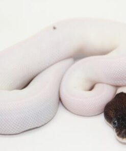 Black Pastel Leopard Pied Male M22513