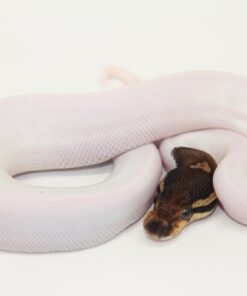 Black Pastel Pied Female F22514