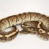 Crimson Mocha Hidden Gene Woma Granite Male M19158