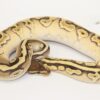 Crimson Hidden Gene Woma Granite Yellowbelly Male M22077