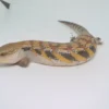 RED X SWEDISH LINE NORTHERN BLUE TONGUE SKINK