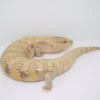 PURE SUNRISE NORTHERN BLUE TONGUE SKINK