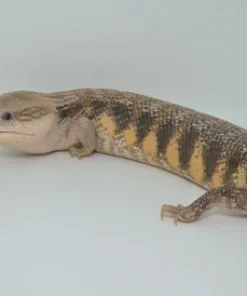 DARK X RED LINE NORTHERN BLUE TONGUE SKINK