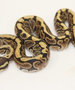 Ghi Spotnose 100% Het Ultramel Female F22422