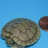 Hybino Red Ear Slider Turtle