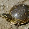 Indian Flap Shell Turtle