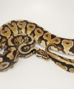 Orange Dream Spotnose Yellowbelly ball python