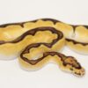 Orange Dream Vanilla Enchi Clown Female F22527