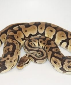 Pastel 100% Het Sahara Male M1-12