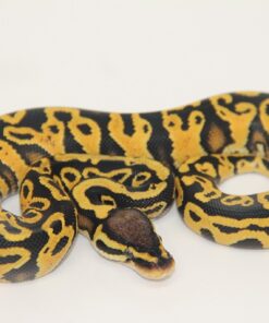 Pastel Yellowbelly Hurricane 100% Het Clown Male M22526