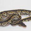 Black Head Phantom 100% Het Ultramel Female F22314