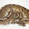 Spotnose 100% Het Puzzle Male M1-16