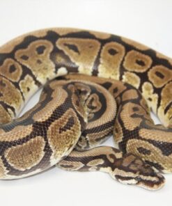 Spotnose 100% Het Puzzle Male M1-16