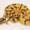 Super Orange Dream Enchi Vanilla 100% Het Clown Male M22518