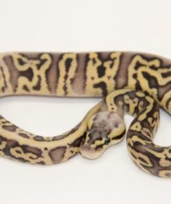 Super Pastel Leopard Marvel 100% Het Clown 50% Het Pied Female F22452