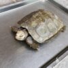 Burmese Brown Mountain Tortoise