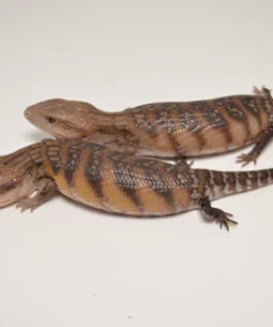 CLASSIC NORTHERN BLUE TONGUE SKINK