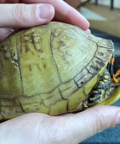 Three Toed Box Turtle