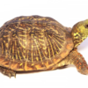 Ornate Box turtle for sale