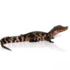 Juvenile Dwarf Caiman