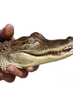 American Alligator