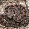 Elegant Pit Viper for sale