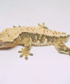 TRICOLOR HARLEQUIN LILLY WHITE CRESTED GECKO