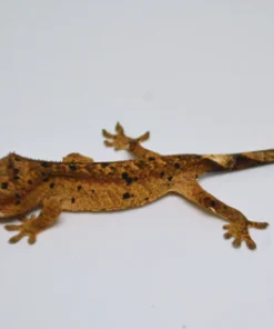 ORANGE SUPER DALMATIAN CRESTED GECKO