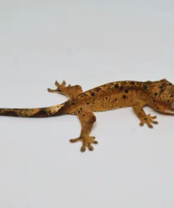 ORANGE SUPER DALMATIAN CRESTED GECKO