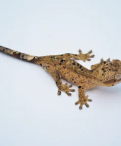 YELLOW SUPER DALMATIAN CRESTED GECKO