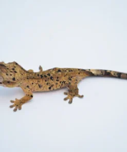 YELLOW SUPER DALMATIAN CRESTED GECKO