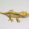 HARLEQUIN PINSTRIPE CRESTED GECKO