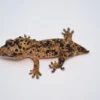 HOLDBACK SUPER DALMATIAN CRESTED GECKO