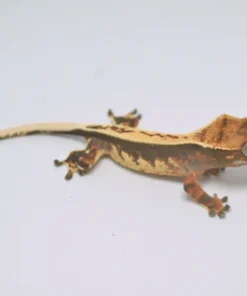 TRICOLOR WHITEWALL PINSTRIPE CRESTED GECKO