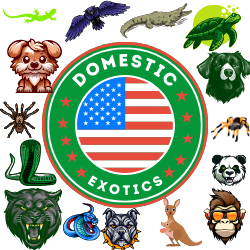 Domestic Exotics Pets